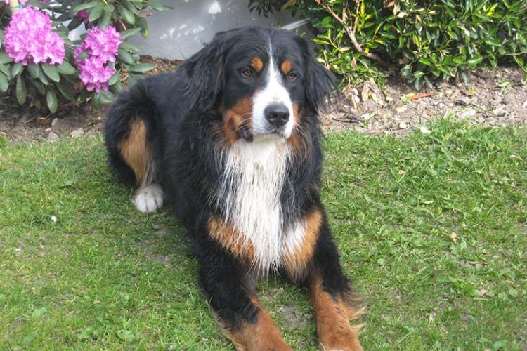 Bernese mountain dog Ingo