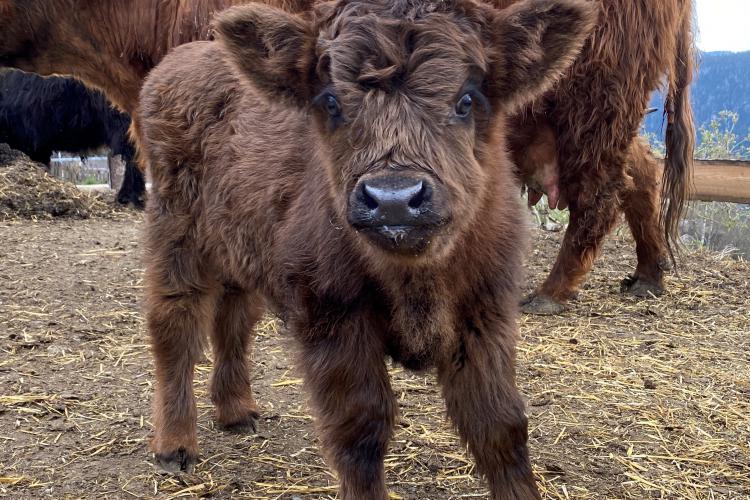 Our scottish Highland cattle