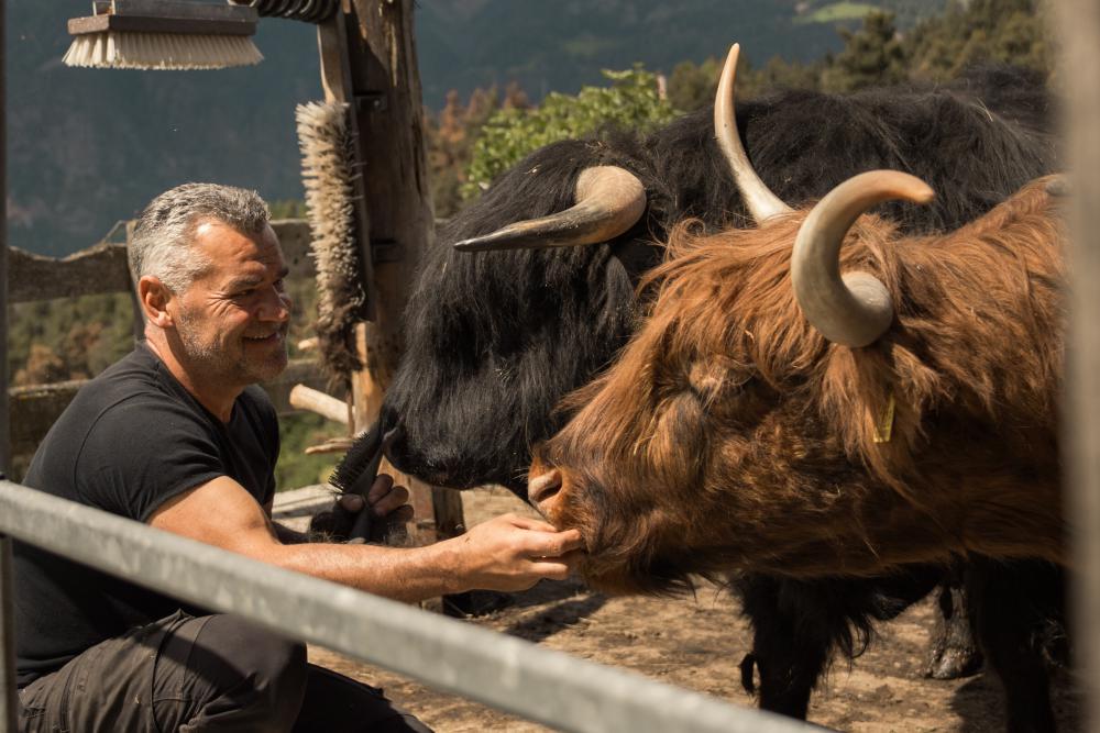 Scottish Highland cattle