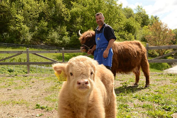 Unsere schottischen Hochlandrinder