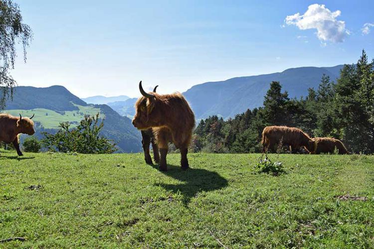 Schottischen Hochlandrinder