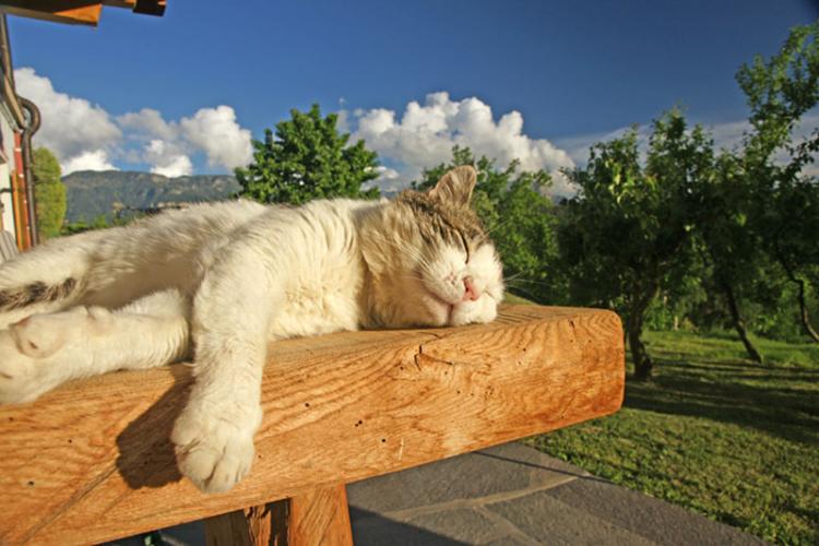 Il nostro gatto Albert