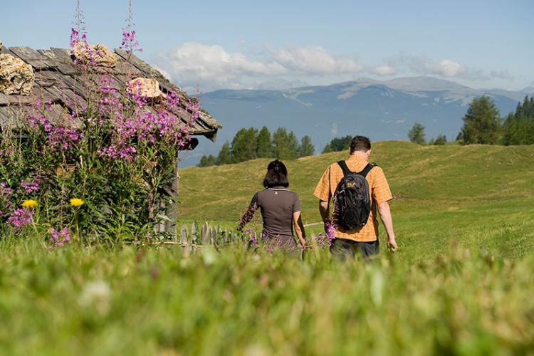 Alpine meadows in bloom