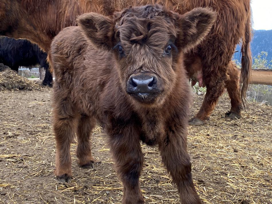 Landwirtschaft & Tiere