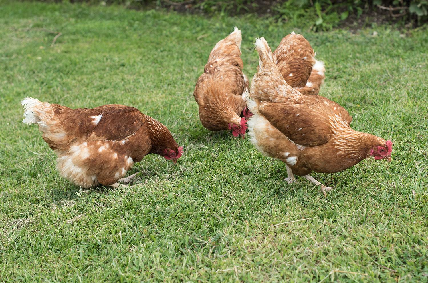 Le galline