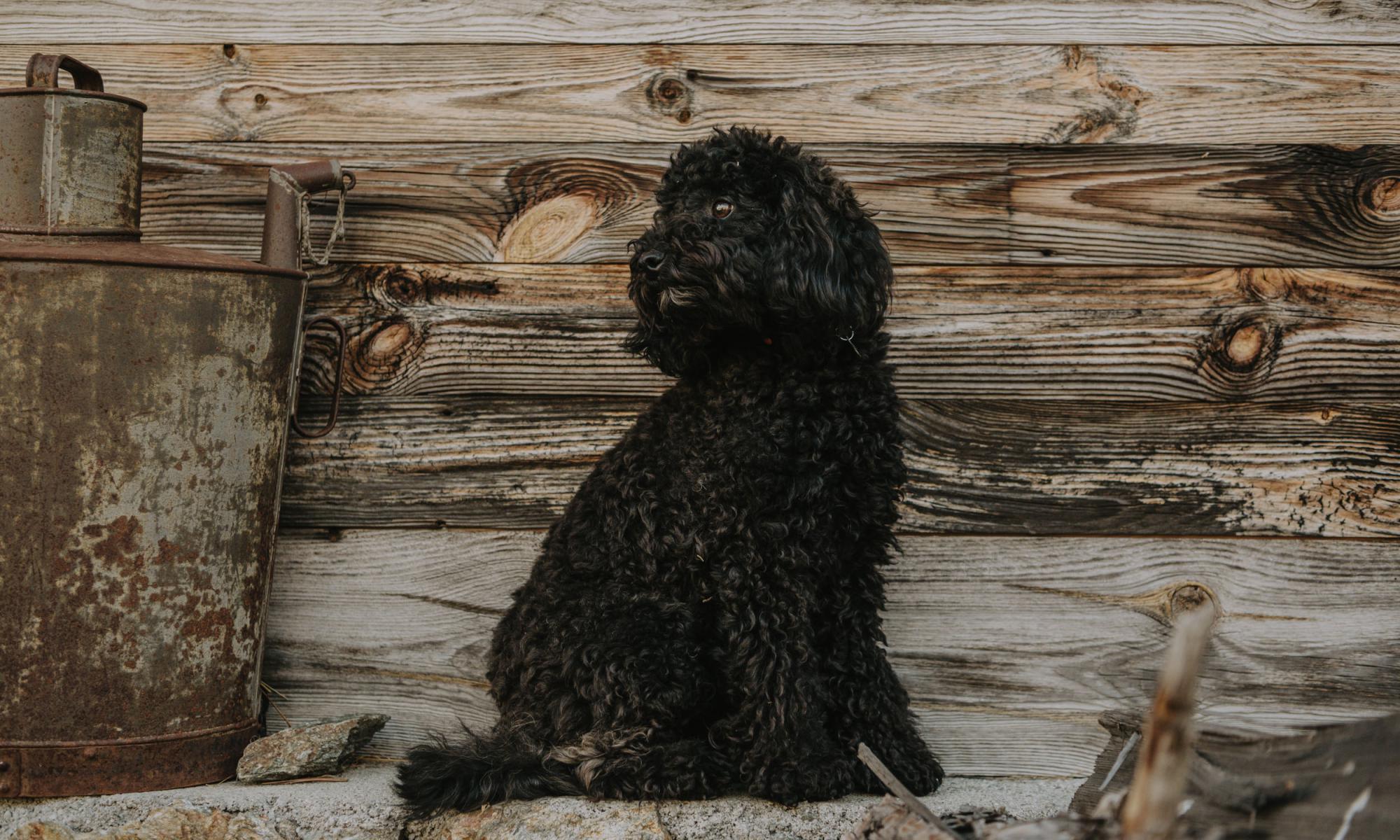 Berner-Sennen-Hund