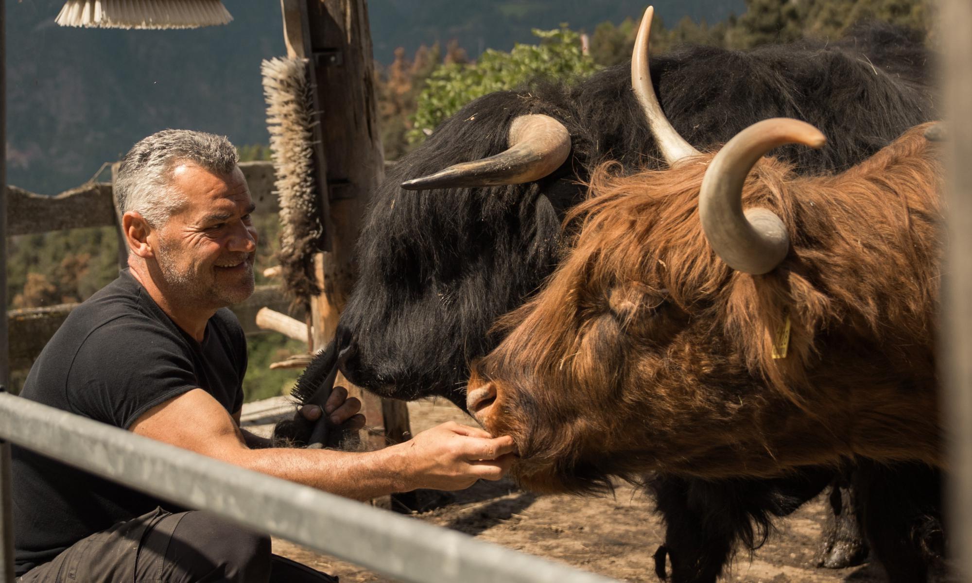Our scottish Highland cattle