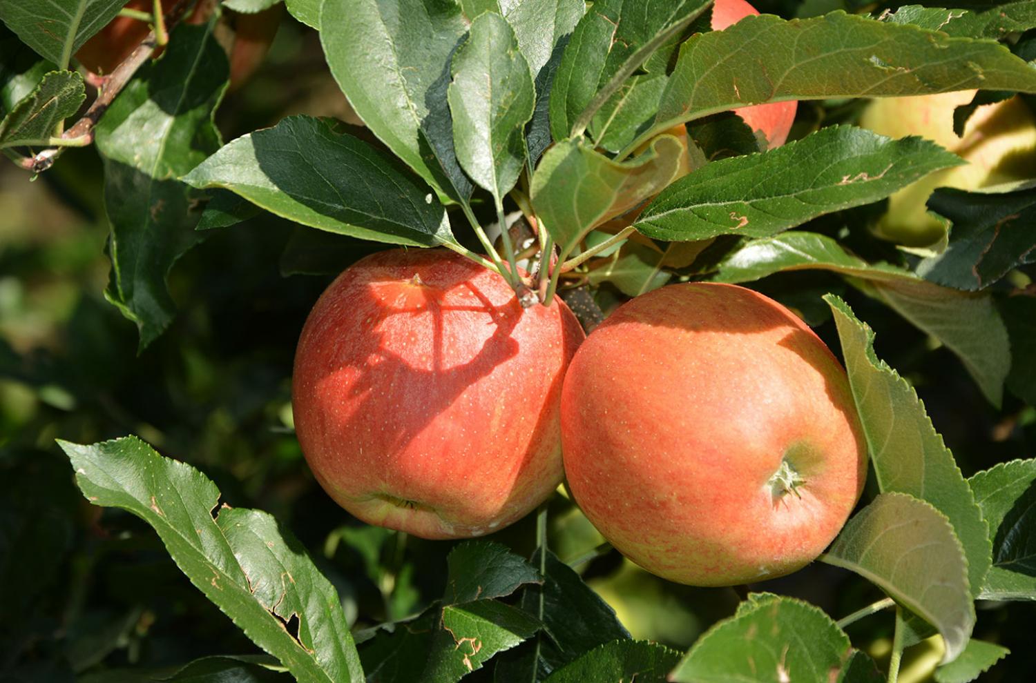 Äpfel vom Kirchwieserhof