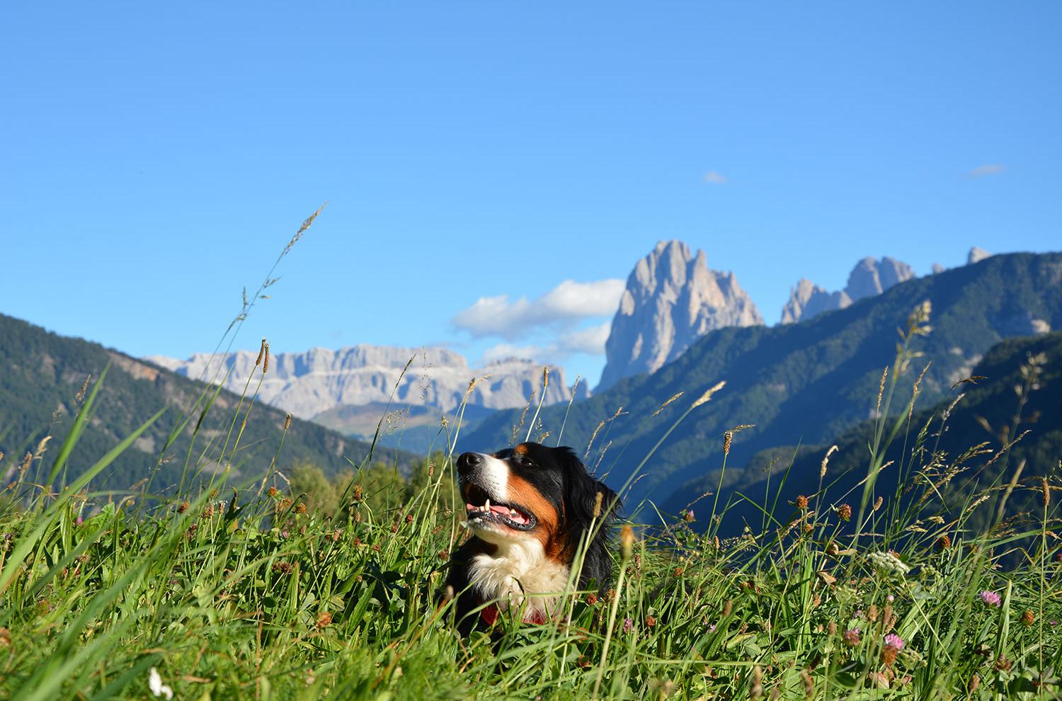 Bernese mountain dog INGO