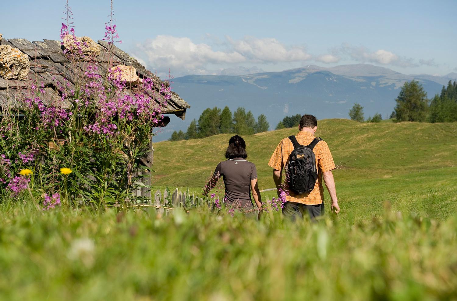 Alpine meadows in bloom