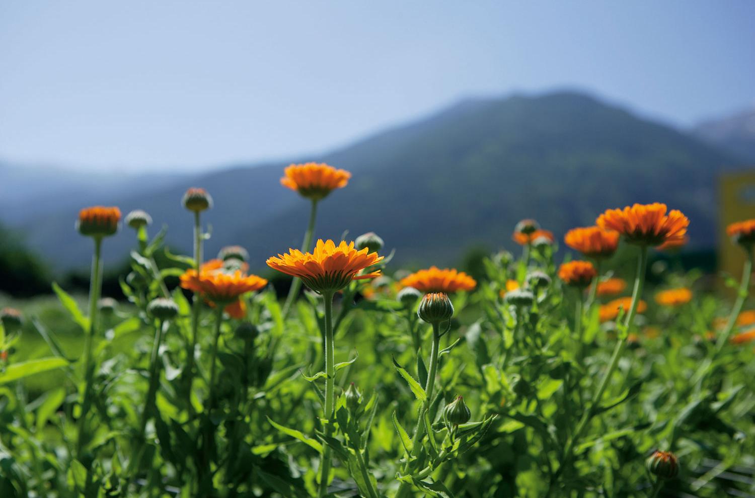 Ringelblumen in unserem Bauerngarten