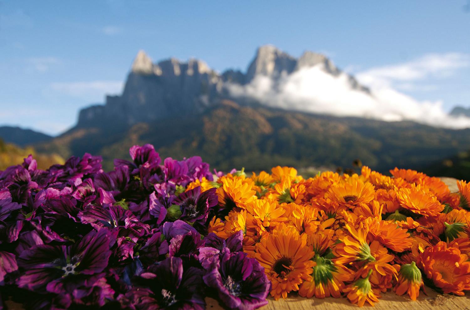 Medicinal flowers - Seiser Alm