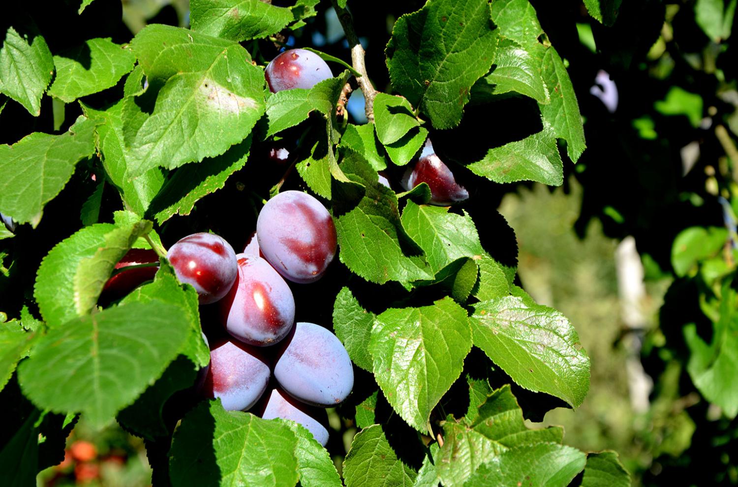 Plums